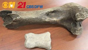 11,000+ Year-Old Fossils Found On DFW Airport Property