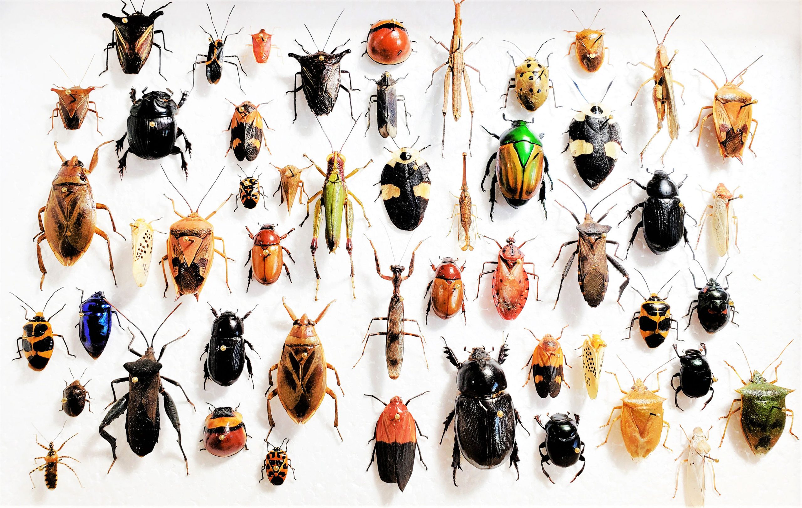 insects scaled