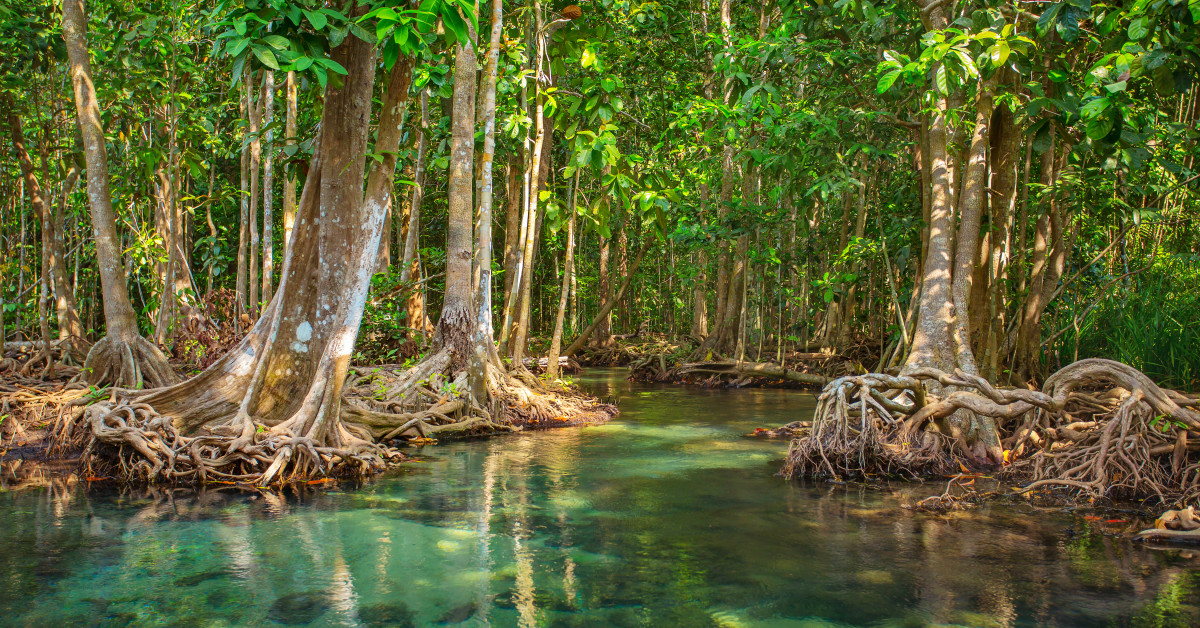 Mangrove Ecosystem