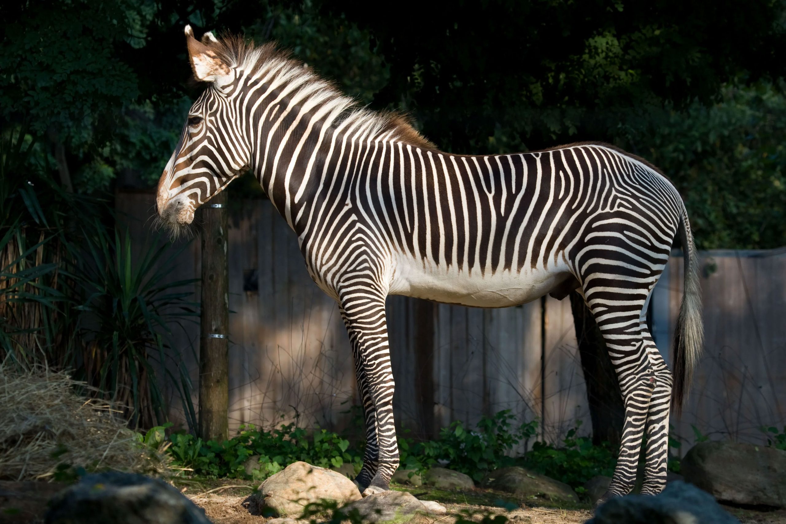 zebra