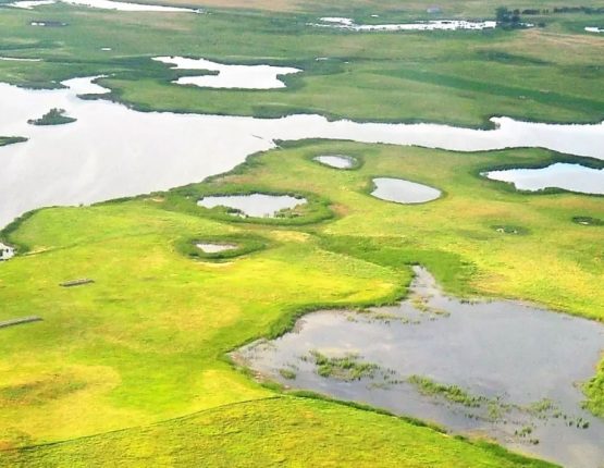 north american wetlands conservation