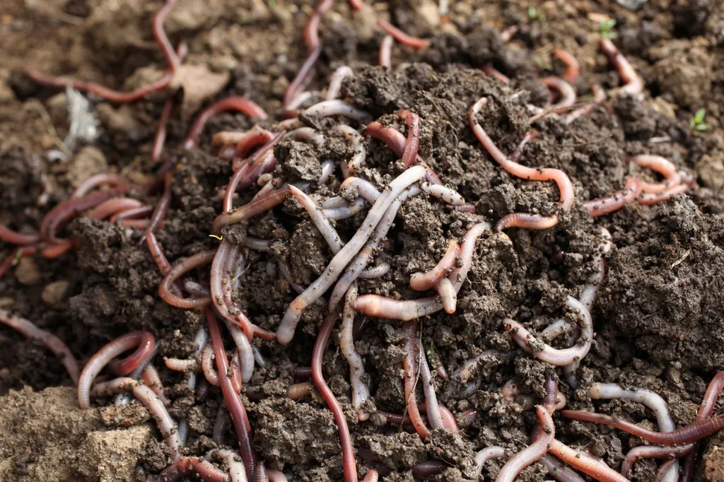 vermicomposting worms