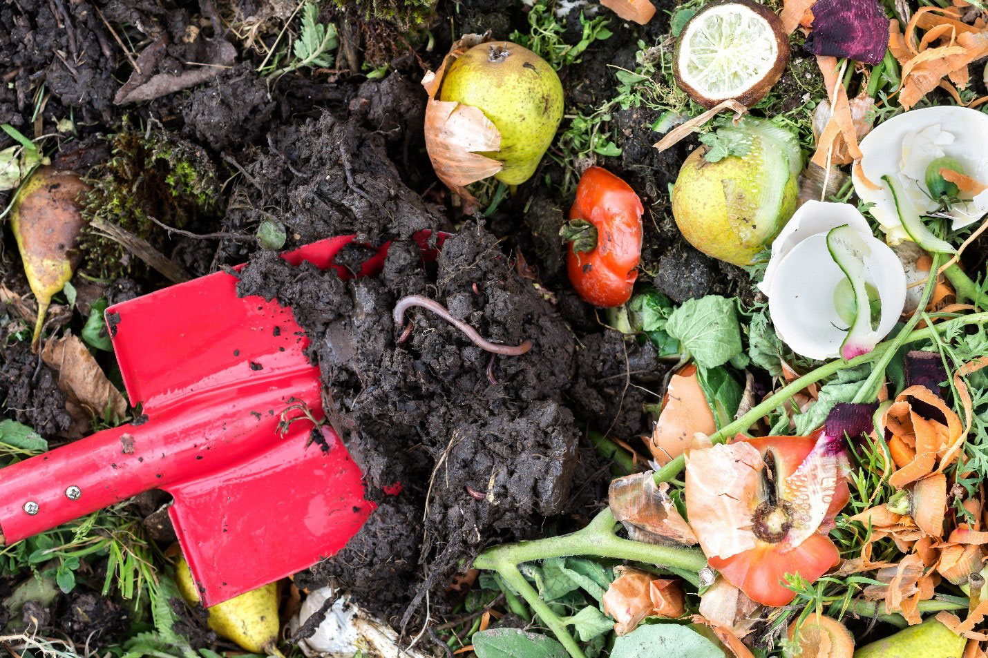 worms recycling food waste
