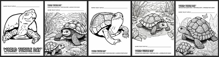 turtle coloring pages